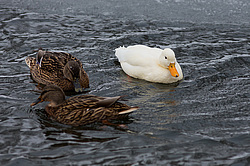 ������ (Anas platyrhynchos) ������������� �������