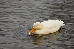 ������ (Anas platyrhynchos) ������������� �������