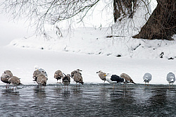 ������������� �������