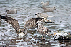 ������������� �������