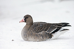 ��������� ���� (Anser albifrons) ������������� �������