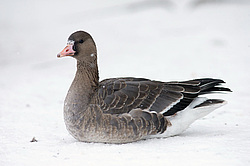 ��������� ���� (Anser albifrons) ������������� �������