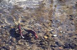 ����� (Onchorincus nerka) �� �����������