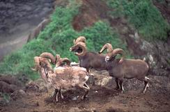 ������� �����