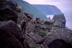 ������� �����