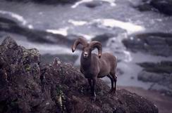 ������� �����