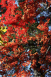  ����������� ����, ����������� �����, ������� 2006