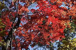  ����������� ����, ����������� �����, ������� 2006