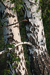 ��������� ��� � ������,