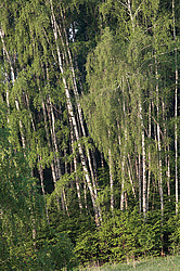 ��������� ��� � ������