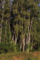  ��������� ��� � ������,