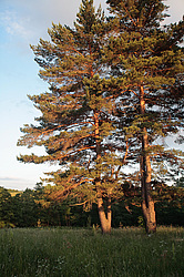 ����� �� ������. ����������� ������. �����.