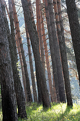  ������ ��������� ����. ����������� ������. �����.