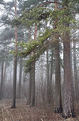 ������ ��������� ����. ����������� ������. �����.