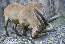 ��������, ��������