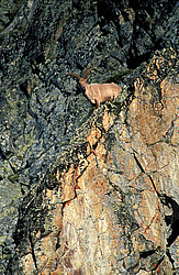 ��������, ��������