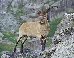 ��������, ��������