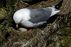 ��������� (Rissa brevirostris) ������ ������� �������, ��������� ����