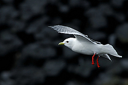 ��������� (Rissa brevirostris) ������ ������� �������, ��������� ����