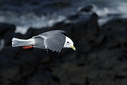 ��������� (Rissa brevirostris) ������ ������� �������, ��������� ����