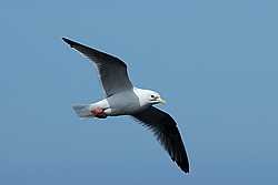 ��������� (Rissa brevirostris) ������ ������� �������, ��������� ����