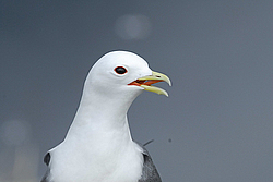 ��������� (Rissa brevirostris) ������ ������� �������, ��������� ����