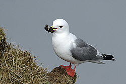 ��������� (Rissa brevirostris) ������ ������� �������, ��������� ����