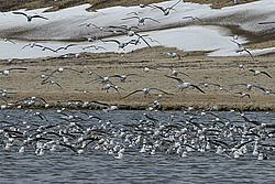 ��������� (Rissa brevirostris) ������ ������� �������, ��������� ����