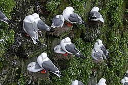 ��������� (Rissa brevirostris) ������ ������� �������, ��������� ����