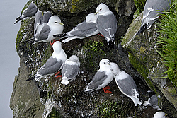 ��������� (Rissa brevirostris) ������ ������� �������, ��������� ����