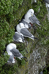 ��������� (Rissa brevirostris) ������ ������� �������, ��������� ����