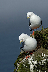 ��������� (Rissa brevirostris) ������ ������� �������, ��������� ����