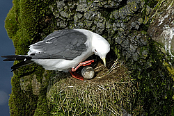 ��������� (Rissa brevirostris) ������ ������� �������, ��������� ����