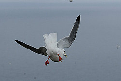 ��������� (Rissa brevirostris) ������ ������� �������, ��������� ����