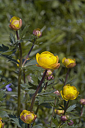 ���������� ����������� (Trollius europaeus)