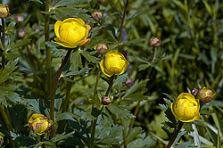 ���������� ����������� (Trollius europaeus)