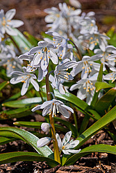 �������� ������� (Scilla mischtschenkoana)