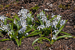 �������� ������� (Scilla mischtschenkoana)