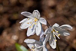 �������� ������� (Scilla mischtschenkoana)