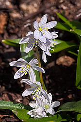 �������� ������� (Scilla mischtschenkoana)
