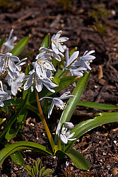 �������� ������� (Scilla mischtschenkoana)