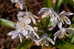 �������� ������� (Scilla mischtschenkoana)