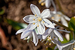 �������� ������� (Scilla mischtschenkoana)