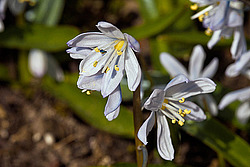 �������� ������� (Scilla mischtschenkoana)