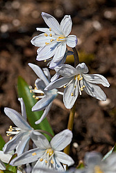 �������� ������� (Scilla mischtschenkoana)
