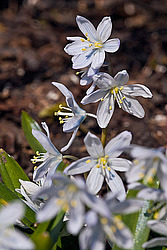 �������� ������� (Scilla mischtschenkoana)