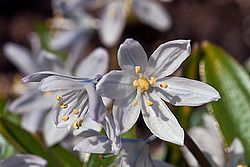 �������� ������� (Scilla mischtschenkoana)