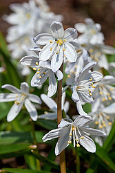 �������� ������� (Scilla mischtschenkoana)