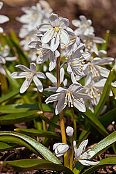 �������� ������� (Scilla mischtschenkoana)