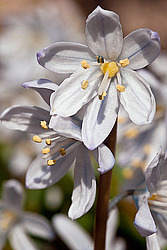 �������� ������� (Scilla mischtschenkoana)